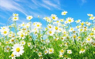 Desktop Background For Spring Which Is Under The