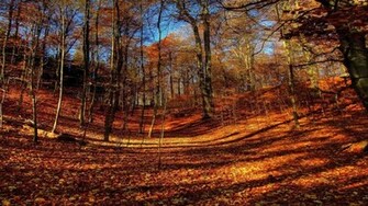 Autumn Scenery Background Quoteko