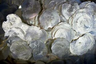 Best Wall Tiles Wallpaper And Panels Capizshells From Raw To