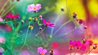 Amazing Flowers Wallpaper HD