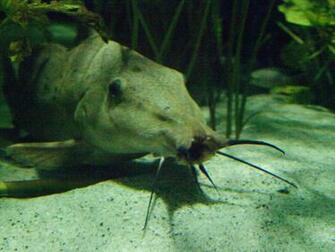 Catfish Wallpaper Giraffe By