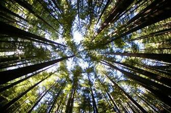 Foresta Di Sequoie File Vettoriale