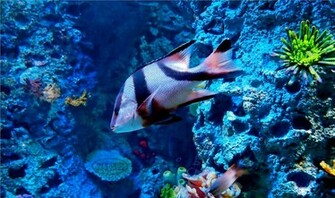 HD Wallpaper Desktop Ocean Life