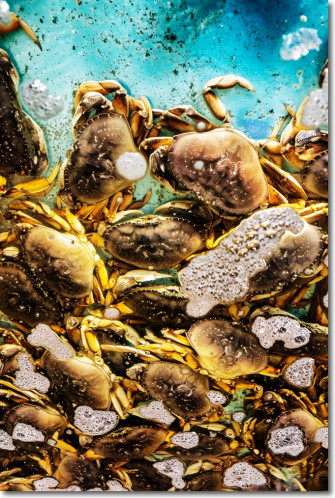Dungeness Crabs Wallpaper