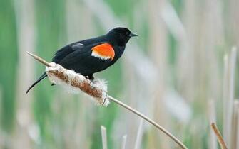 Red Winged Blackbird HD Wallpaper Wallpaperin4k Net