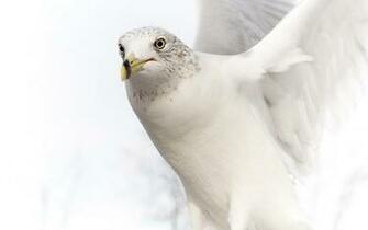 White Dove Wallpaper And Image Pictures