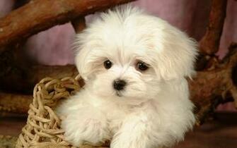 Puppies Screen Saver Dog Lovely Plains Animal Baby Wallpaper