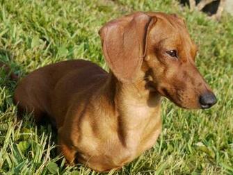 Weiner Dog Wallpaper Image