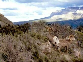 Bighorn Sheep Wallpaper