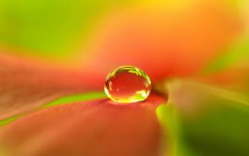 4k Flower Wallpaper On
