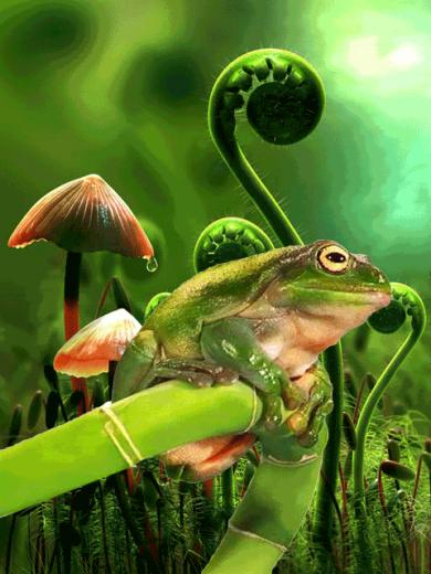 Frog Wallpaper Screensaver Pre Id Umnet