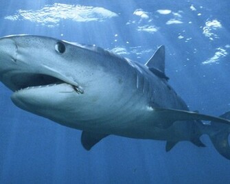 Tiger Shark Wallpaper Bahamas