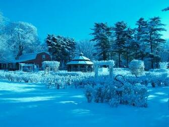 Blue Garden Winter Rose Nature HD Desktop Wallpaper