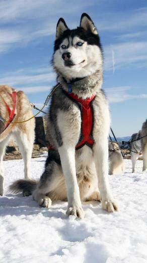 Wallpaper Dog Sledding Snow Sky Cold HD Picture Image