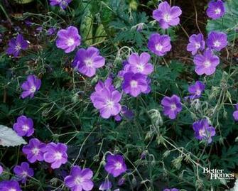 Geranium Garden Wallpaper Wide HD