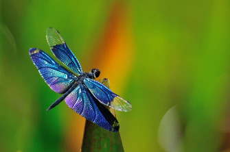 Blue Metalica Dragonfly Insects 0wvybctkbbf1qne8 Wallpaper