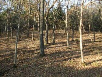 S From My Treestand