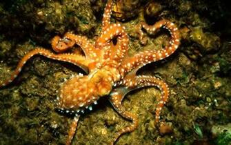 Octopus Desktop HD Wallpaper And Make This For Your