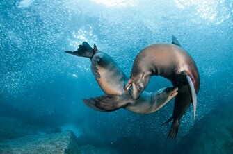 Sea Lions Seal Seals Lion Wallpaper