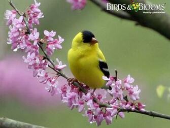 My Wallpaper Nature Bird