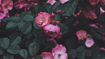 Choices Flower Wallpaper Aesthetic HD You Can Save It Without A Penny