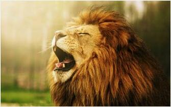 Roaring Lion Wallpaper African