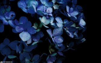 Wallpaper Hydrangea Nature Background Mantid Image Archives