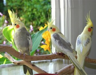 Beautiful Collection Of Cocktail Bird Wallpaper