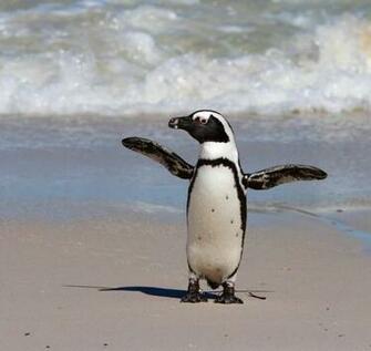Types Of Penguins The Definitive List