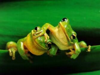 Wallpaper Funny Frogs