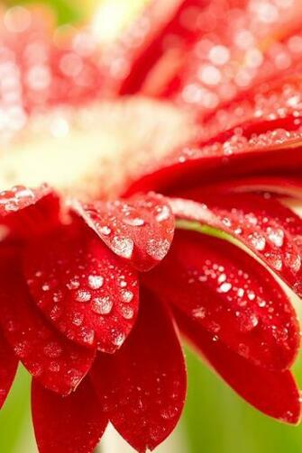 Red Flower Wallpaper Skins For iPhone Ipod iPad