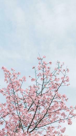 Blossom Wallpaper Ig Stories Templates