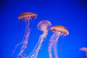 Sea Nettle Jellyfish Travel Wallpaper And Stock Photo