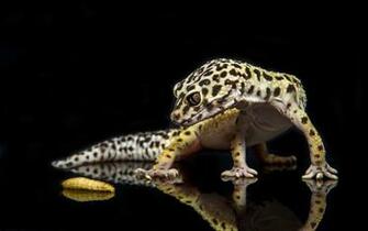 Lizard Wallpaper