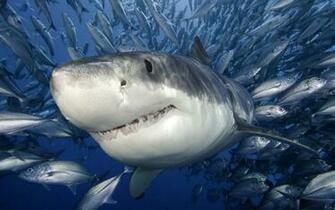 Shark Wallpaper HD Pictures Animal