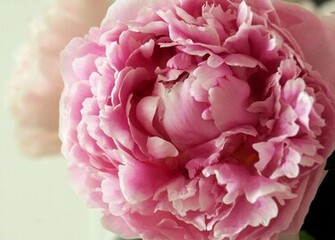 Wallpaper Flower Peony Pink Tender Flowers
