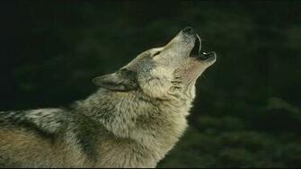 Wolf HD Wallpaper 1080p Desktop Background