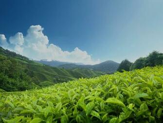 Tea Plantation Wallpaper X Net