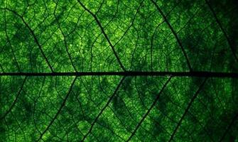 Superb Leaf Full HD Quality Wallpaper Is A Great For Your