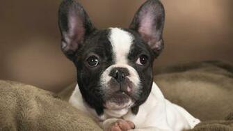 French Bulldog Wallpaper
