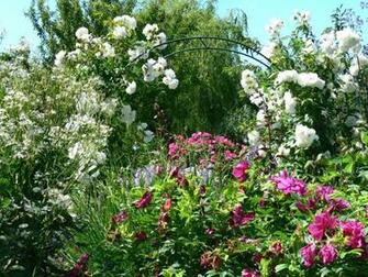 English Rose Garden Wallpaper Merriments