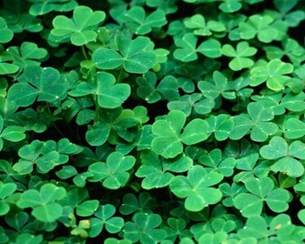 This Is A Beautiful Green St Patricks Wallpaper For