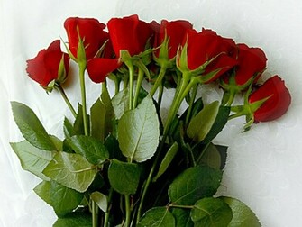 Pictures World Beautiful Red Rose Wallpaper