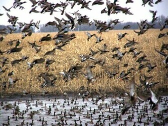 Waterfowl Systems Avery Wallpaper Drake