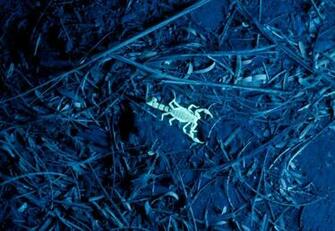 Best Wallpaper Scorpions