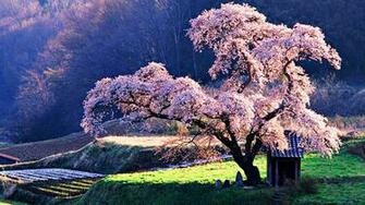 Tags Cherry Blossom Date Resolution Avg Dl