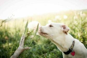 Funny Pitbull Dog Wallpaper For Desktop Jpg
