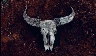 Bull Skull 1dkavzp675ajlupv Wallpaper