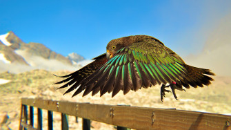 Bird Flying 4k Wallpaper HD Birds Image Photos And Picture