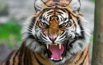 Angry Tiger Wallpaper HD